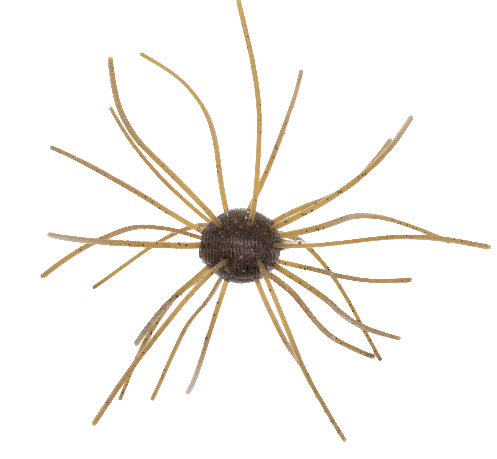 Geecrack Imo Kemushi Cue Bomb 1.2" - #013 Scuppernong-#23 Green Pumpkin/Blue Orange-#364 Brown White-#390 Clear Green Pumpkin - Carolina Fishing Tackle LLC